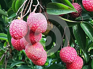 Ripped emperor typeÃ¢â¬â¹ lychees